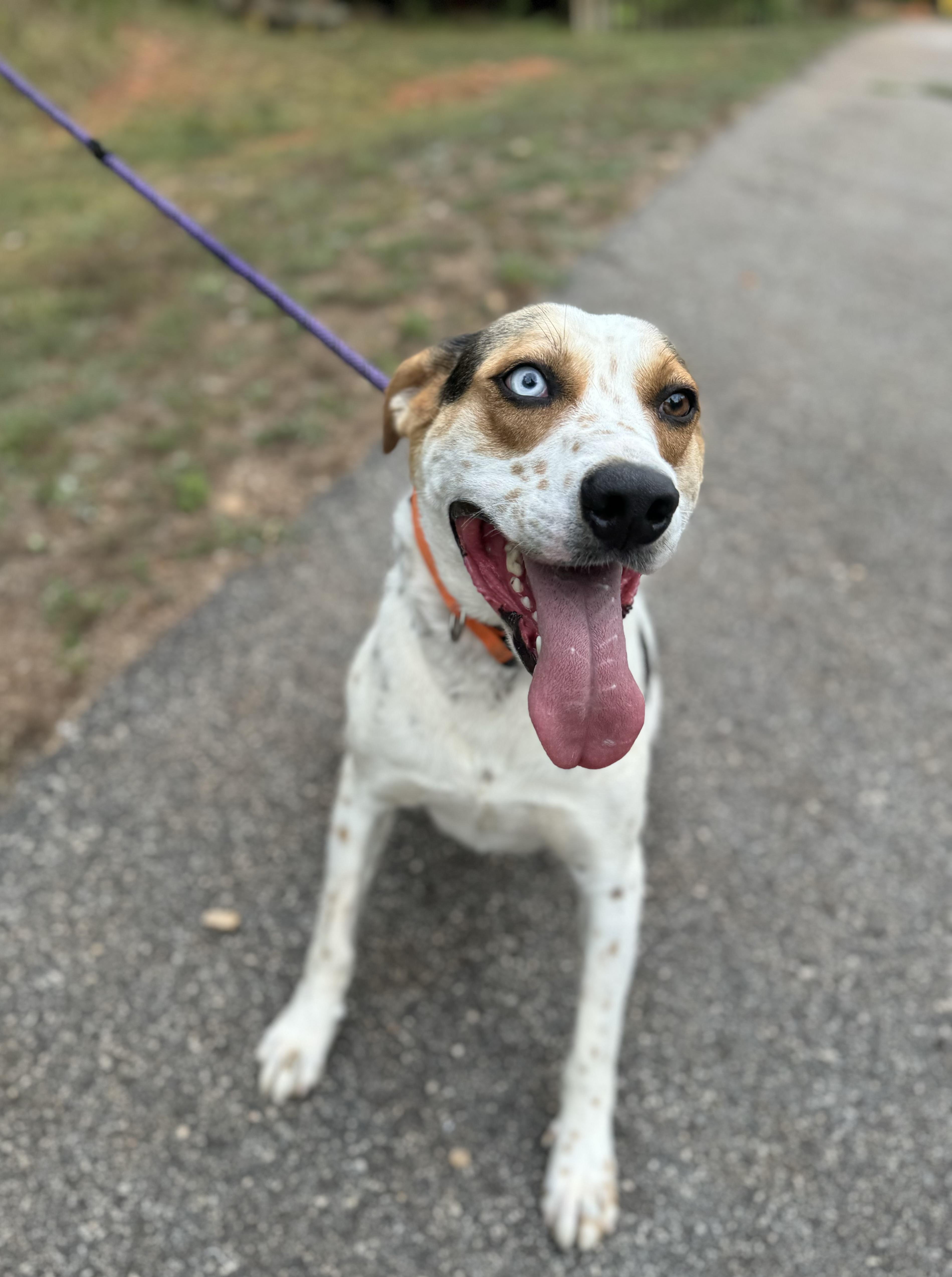 Rufus, a Adoptable mixed breed in Danielsville, GA image 1/4