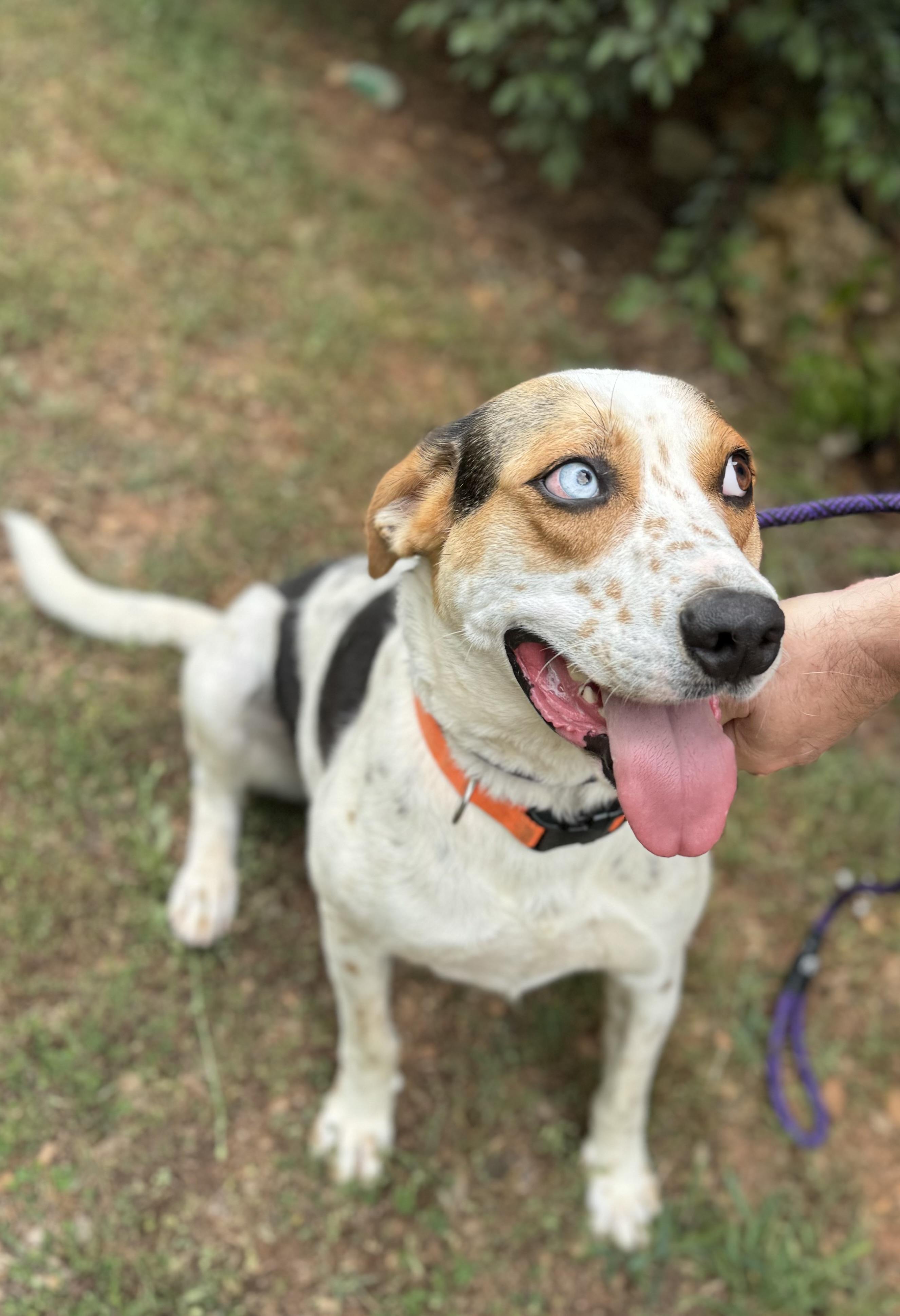 Rufus, a Adoptable mixed breed in Danielsville, GA image 2/4