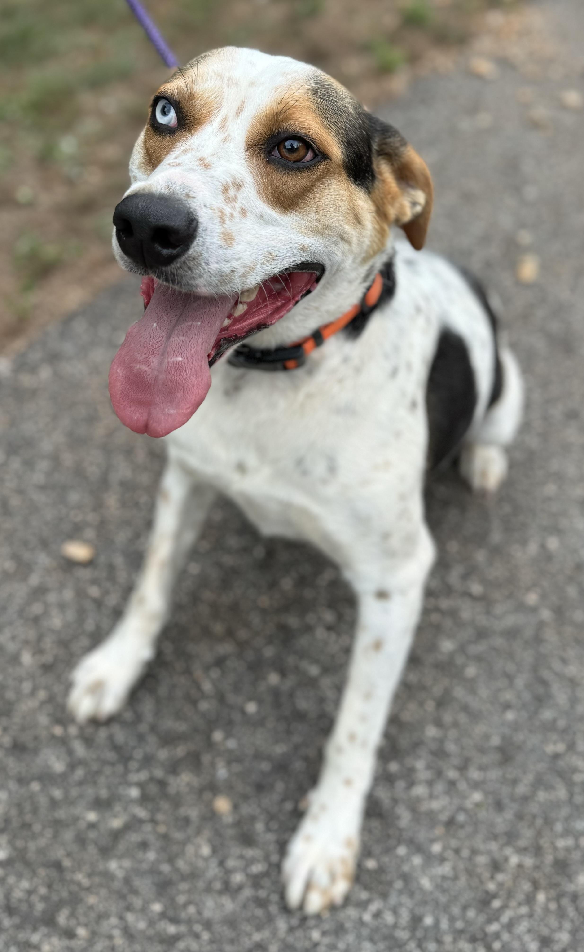 Rufus, a Adoptable mixed breed in Danielsville, GA image 4/4