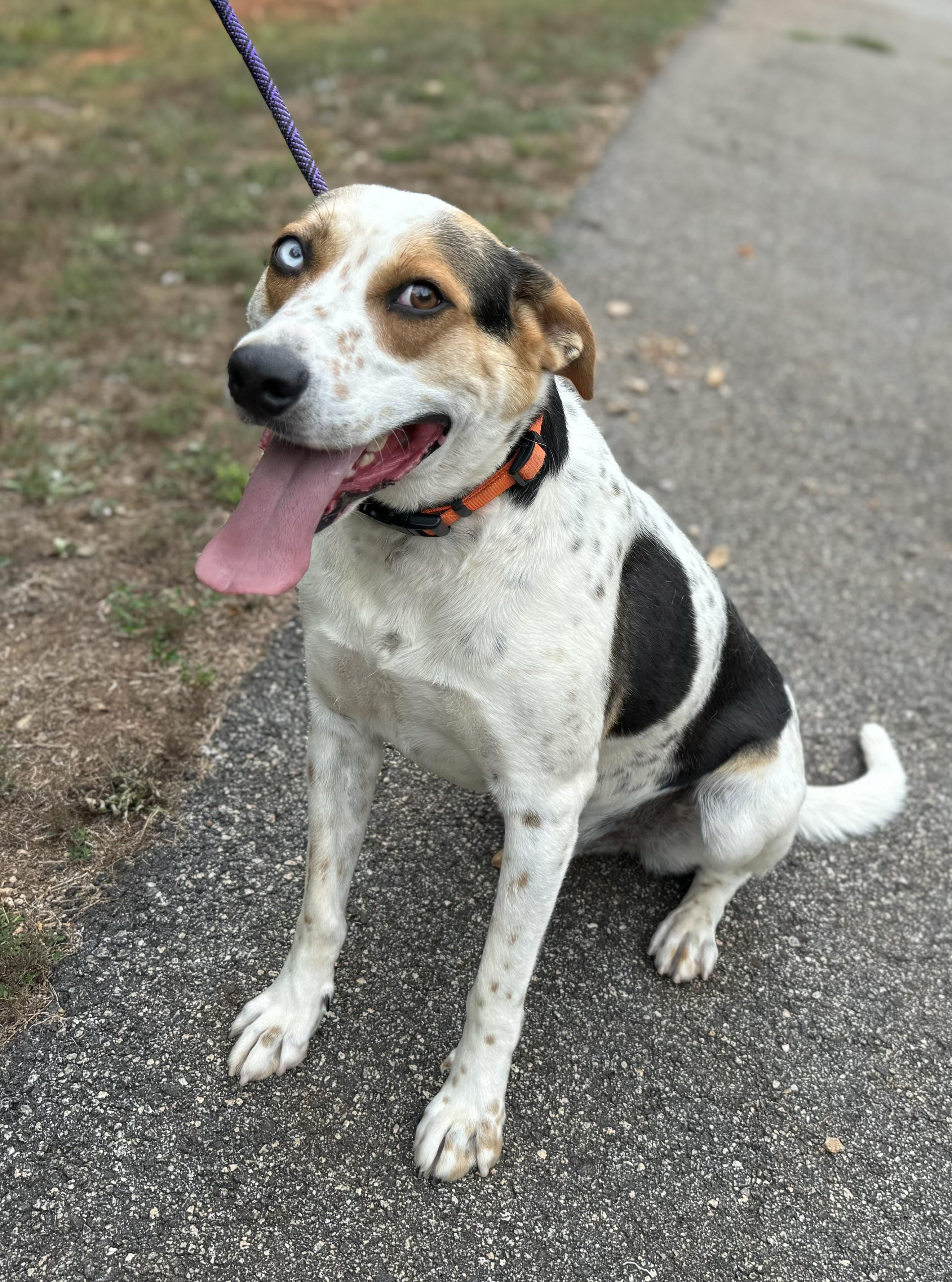 Rufus, a Adoptable mixed breed in Danielsville, GA image 3/4