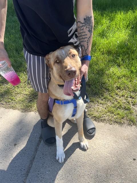 Enlarge BEAVIS, a Adoptable mixed breed in Sacramento, CA image 1/1