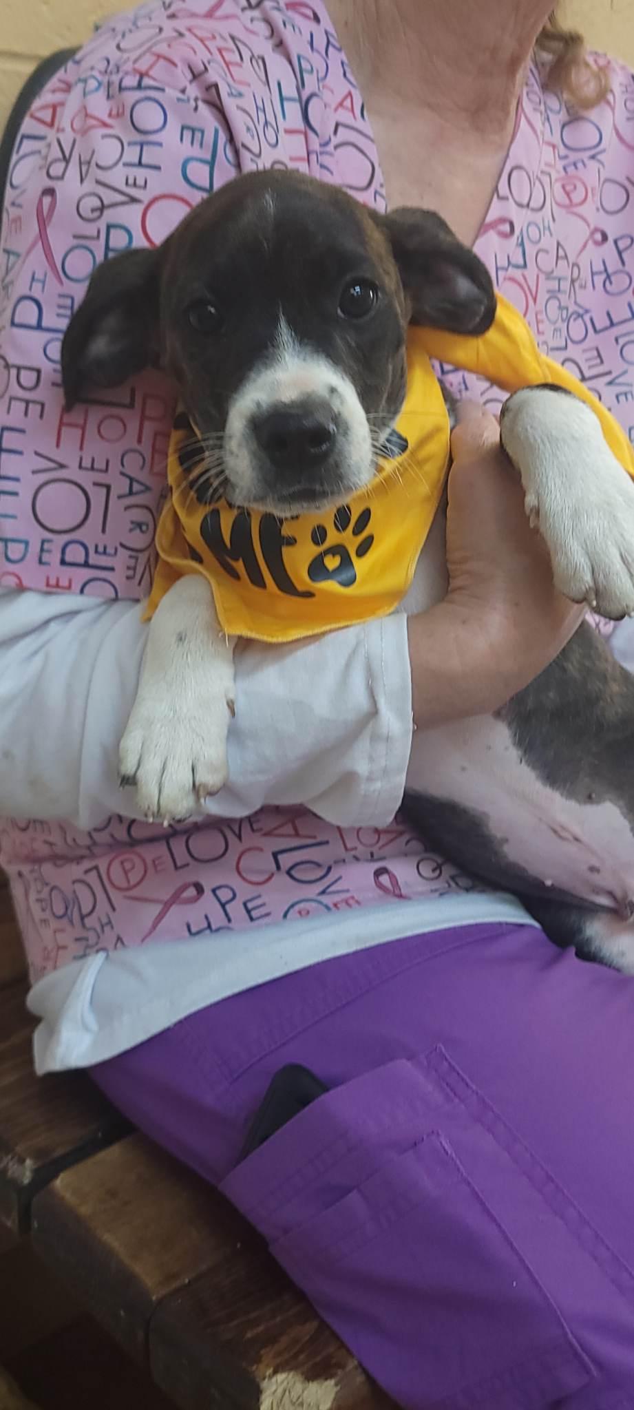 Bruiser, Adopted, Young Male Labrador Retriever & Hound.