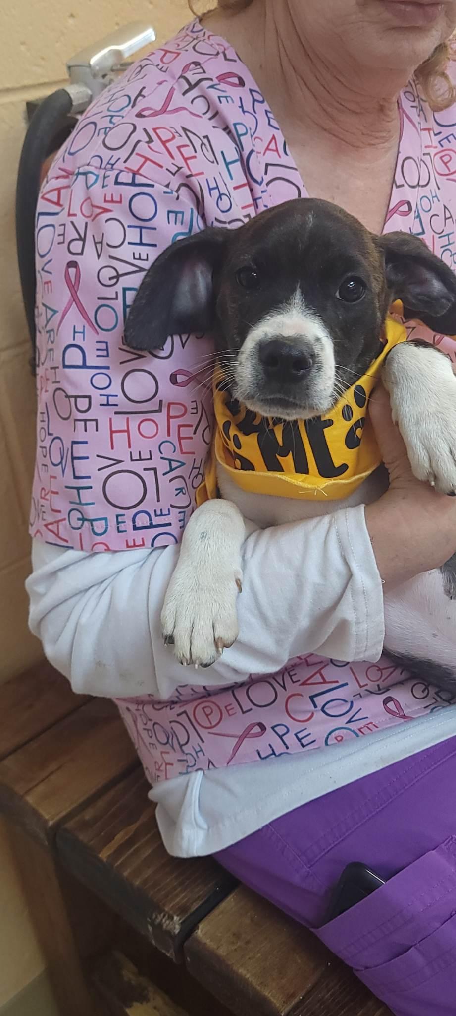 Bruiser, a Adopted mixed breed in Orangeburg, SC image 3/3