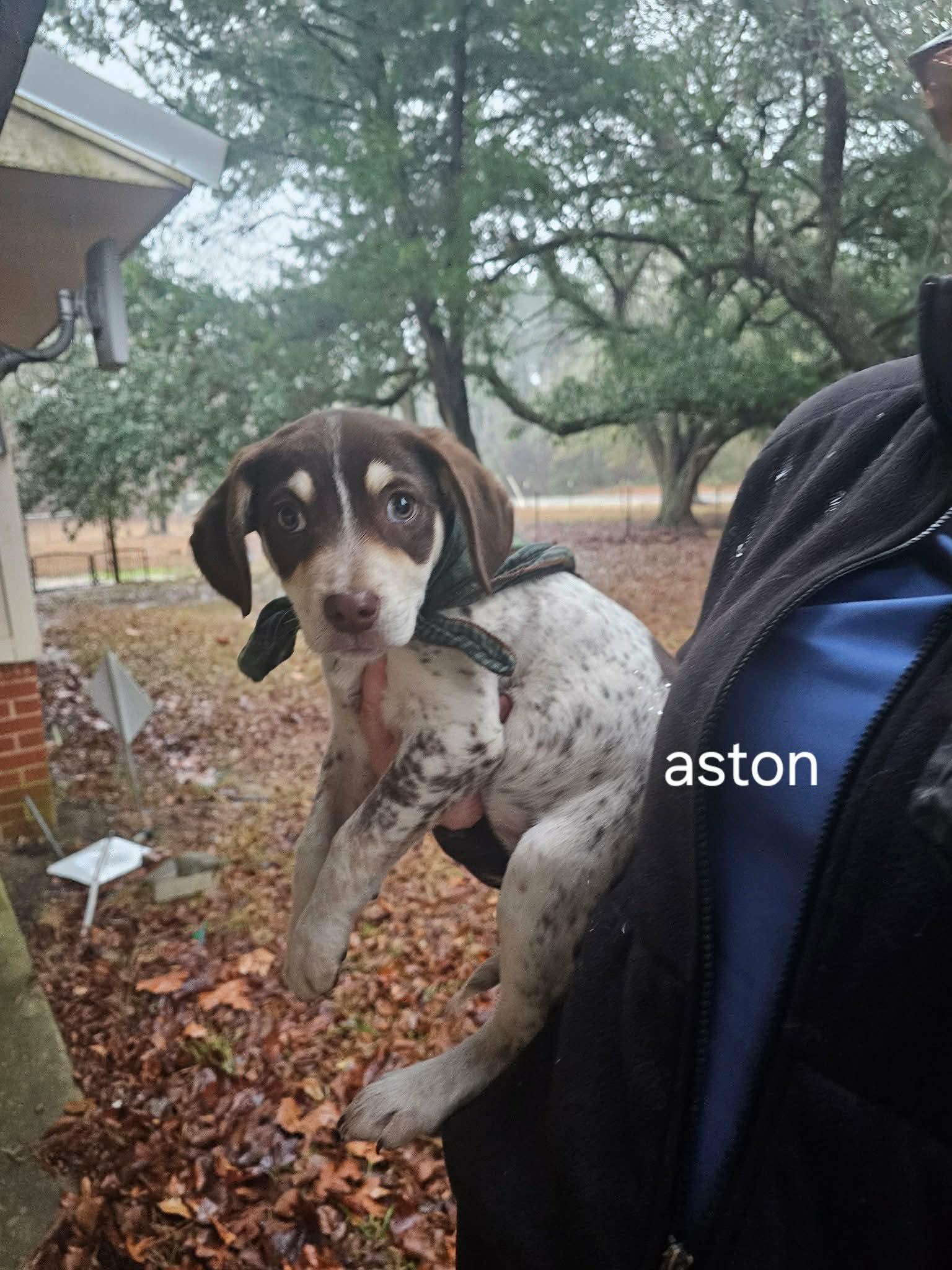 Aston, adopted, Puppy Male Australian Shepherd.