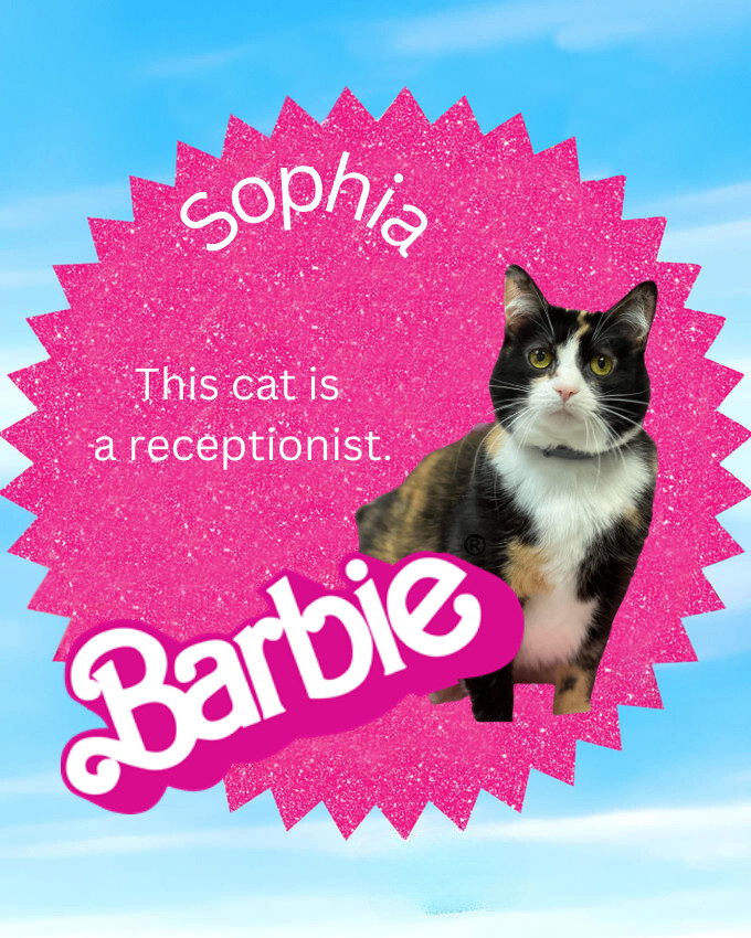 Sophia, an adoptable American Shorthair in Huntington, WV image 2/6