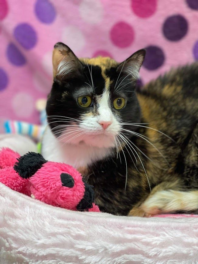 Sophia, an adoptable American Shorthair in Huntington, WV image 3/6