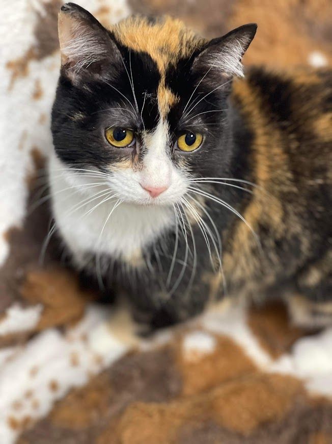 Sophia, an adoptable American Shorthair in Huntington, WV image 4/6