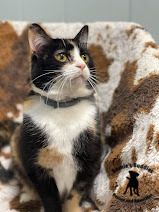 Sophia, an adoptable American Shorthair in Huntington, WV image 5/6