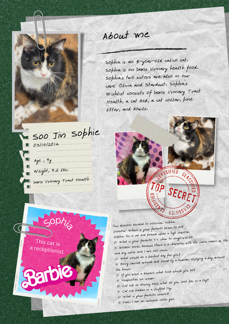 Sophia, an adoptable American Shorthair in Huntington, WV image 1/6