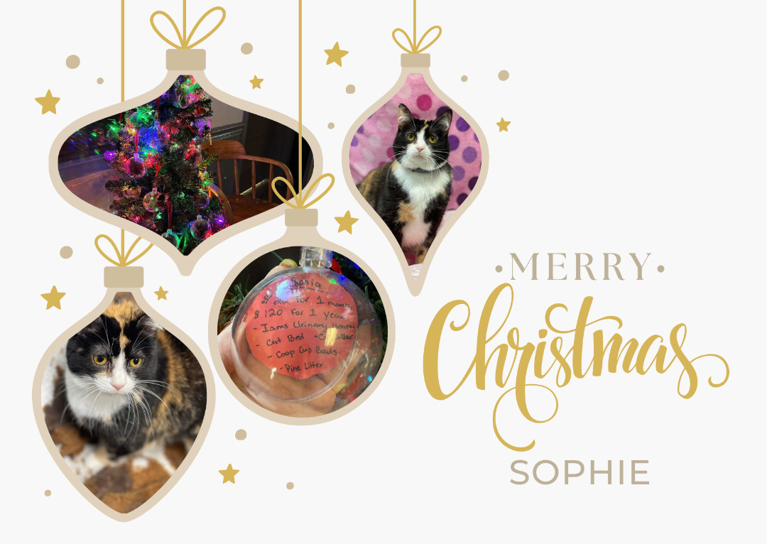 Sophia, an adoptable American Shorthair in Huntington, WV image 6/6