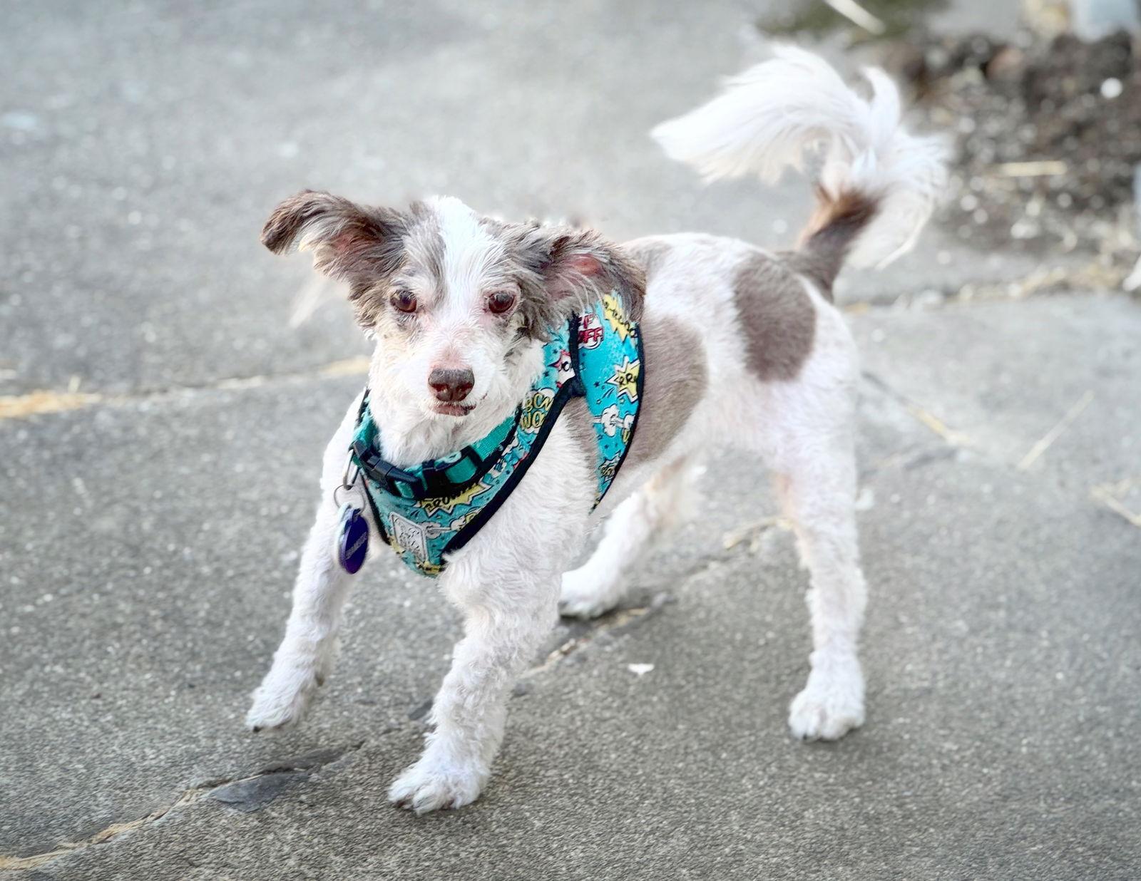 *Bamboo Plant, a Adoptable Poodle in Pittsburg, CA image 2/3