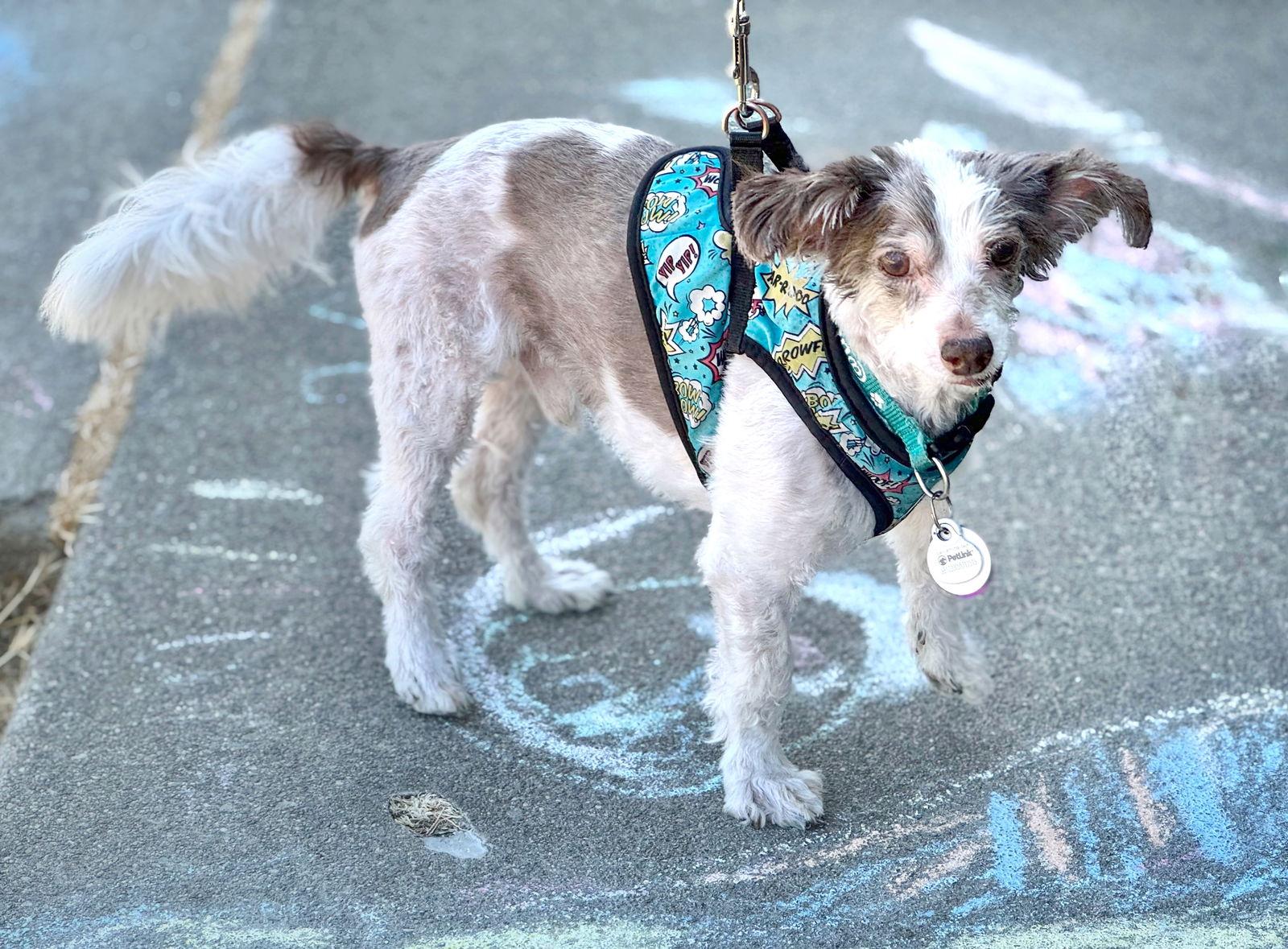 *Bamboo Plant, a Adoptable Poodle in Pittsburg, CA image 3/3