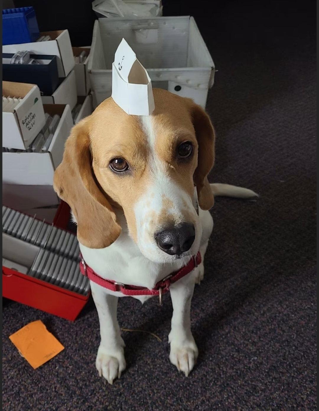 Enlarge Peetie, a Adoptable Beagle in Las Vegas, NV image 1/3