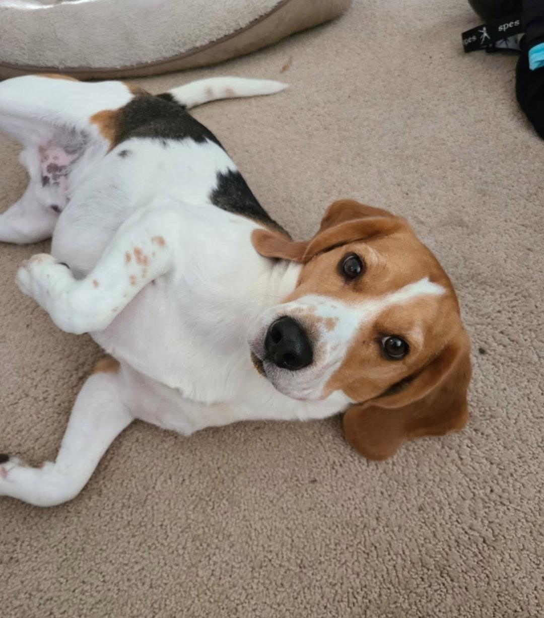 Enlarge Peetie, a Adoptable Beagle in Las Vegas, NV image 2/3