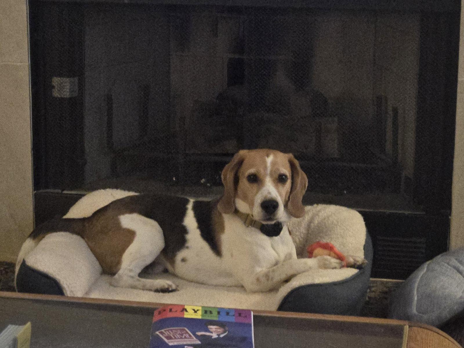 Enlarge Peetie, a Adoptable Beagle in Las Vegas, NV image 3/3