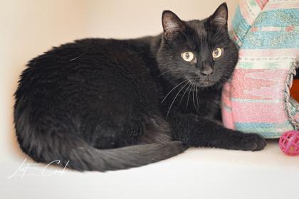 Enlarge Trip, a Adoptable mixed breed in Kalispell, MT image 1/3