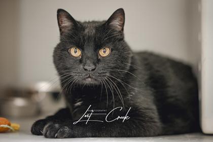 Trip, Adoptable, Senior Male Domestic Short Hair & Domestic Short Hair.