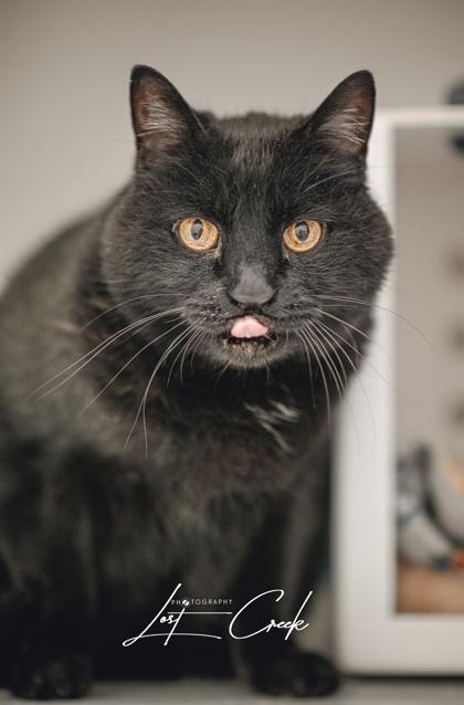 Enlarge Trip, a Adoptable mixed breed in Kalispell, MT image 3/3