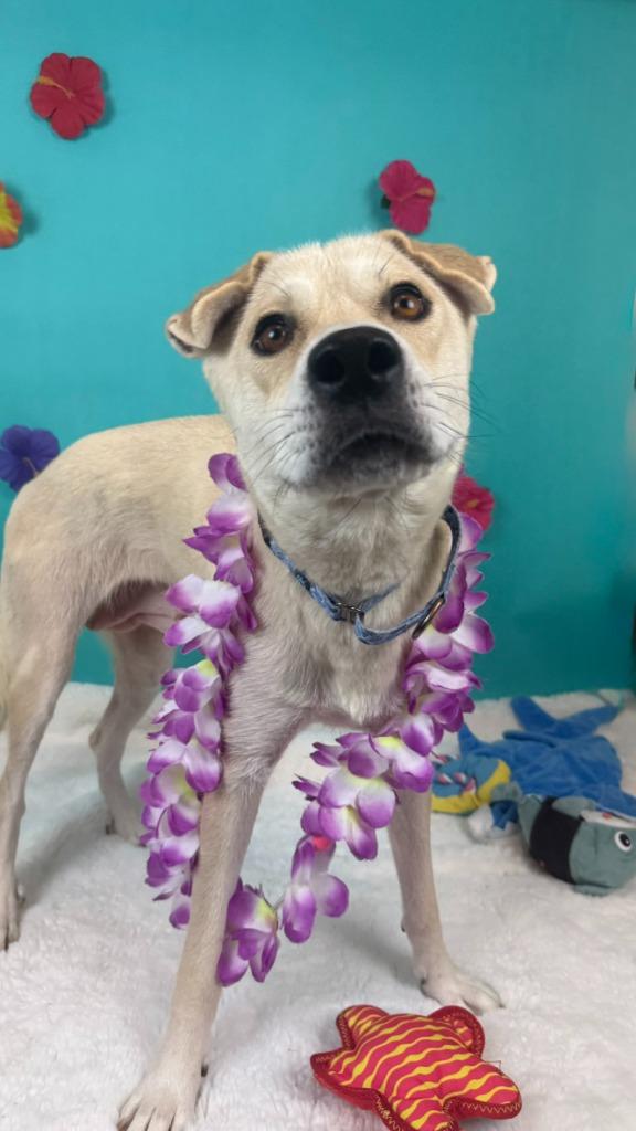 Mahi Mahi, a Adoptable mixed breed in Phoenix, AZ image 2/6