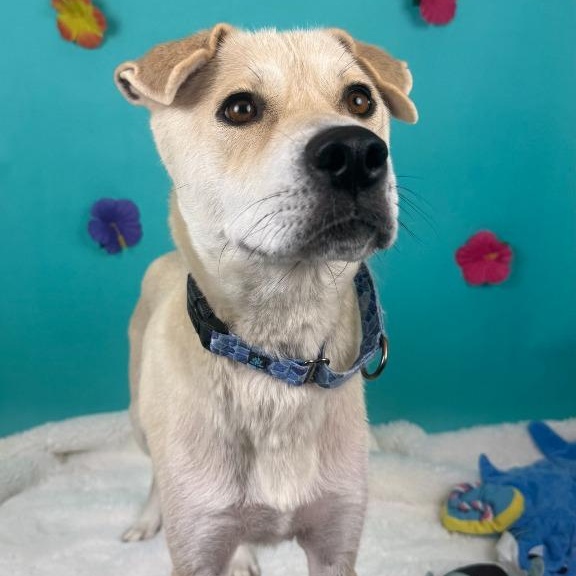 Mahi Mahi, Adoptable, Young Female Husky & Labrador Retriever.