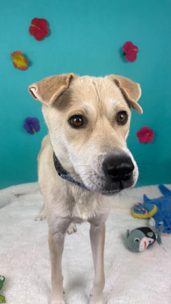 Mahi Mahi, a Adoptable mixed breed in Phoenix, AZ image 3/6