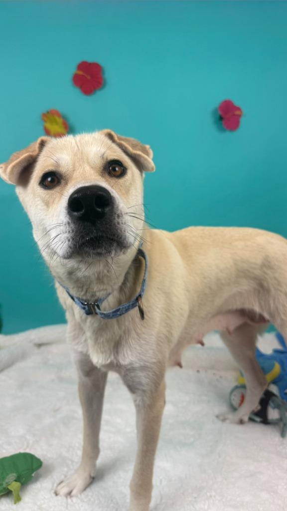 Mahi Mahi, a Adoptable mixed breed in Phoenix, AZ image 4/6