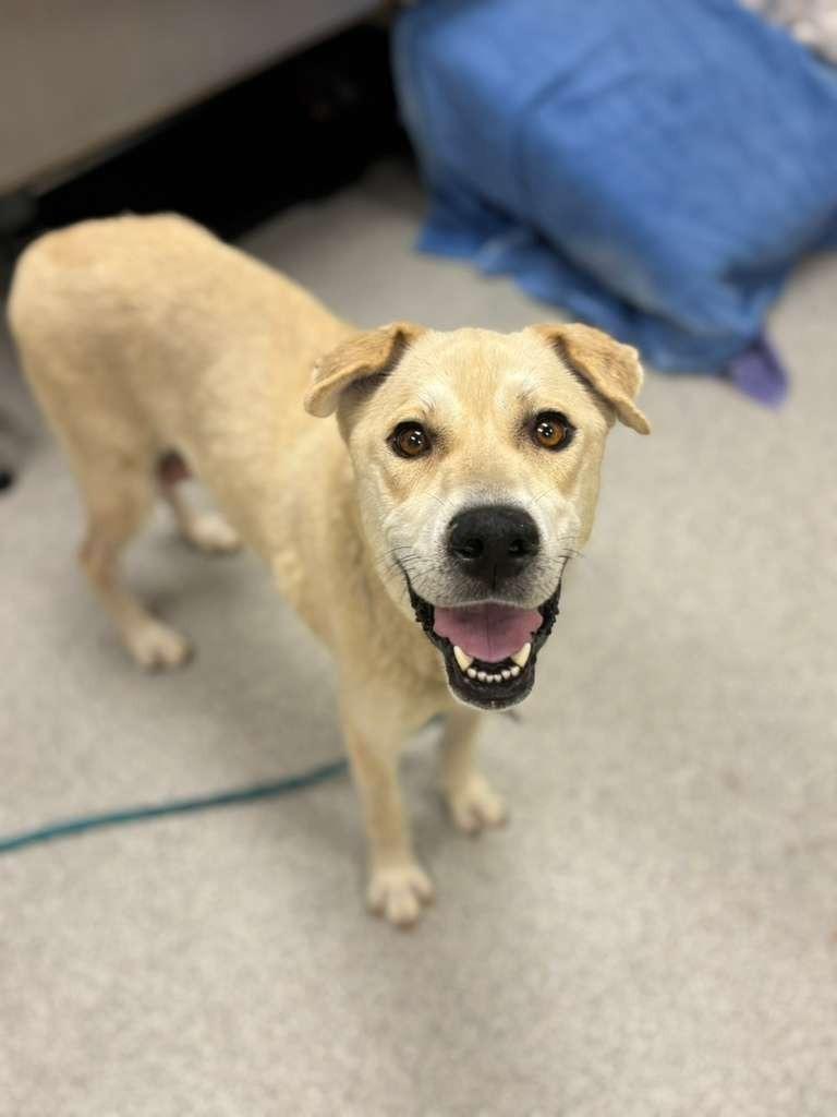Mahi Mahi, a Adoptable mixed breed in Phoenix, AZ image 5/6