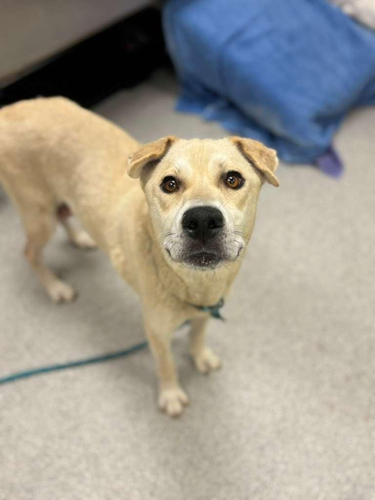Mahi Mahi, a Adoptable mixed breed in Phoenix, AZ image 6/6