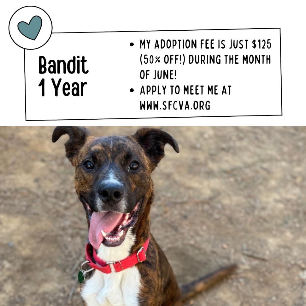 Bandit, Adoptable, Young Male Mixed Breed.