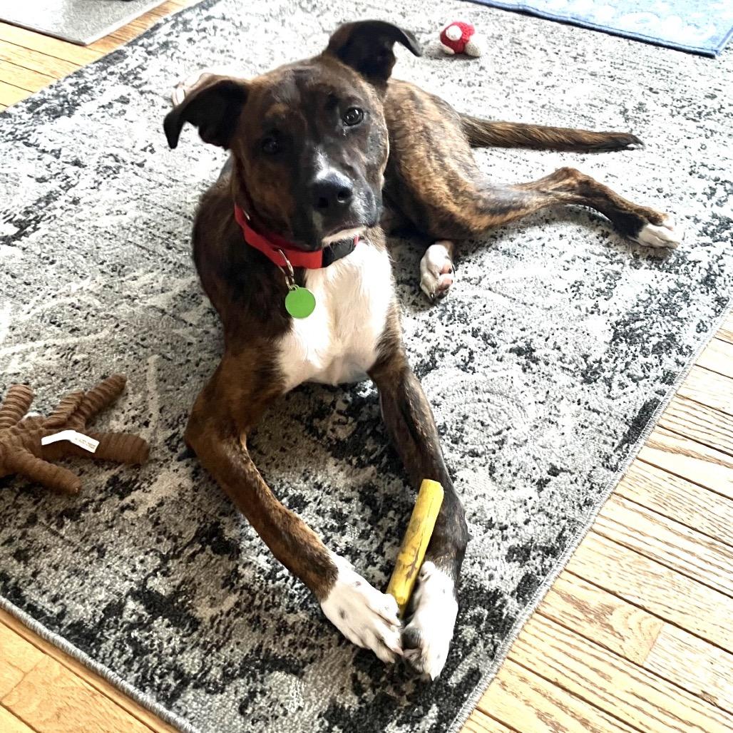 Enlarge Bandit, a Adoptable Mixed Breed in Fredericksburg, VA image 2/6