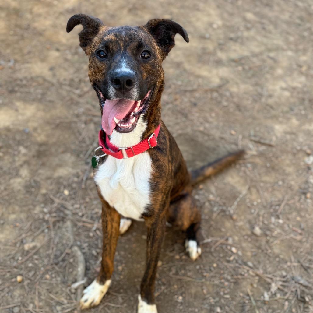 Enlarge Bandit, a Adoptable Mixed Breed in Fredericksburg, VA image 3/6