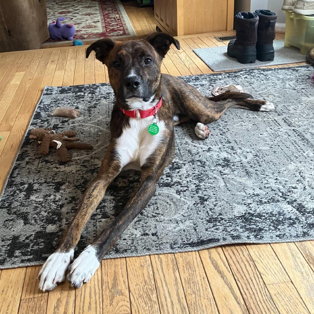 Enlarge Bandit, a Adoptable Mixed Breed in Fredericksburg, VA image 3/6