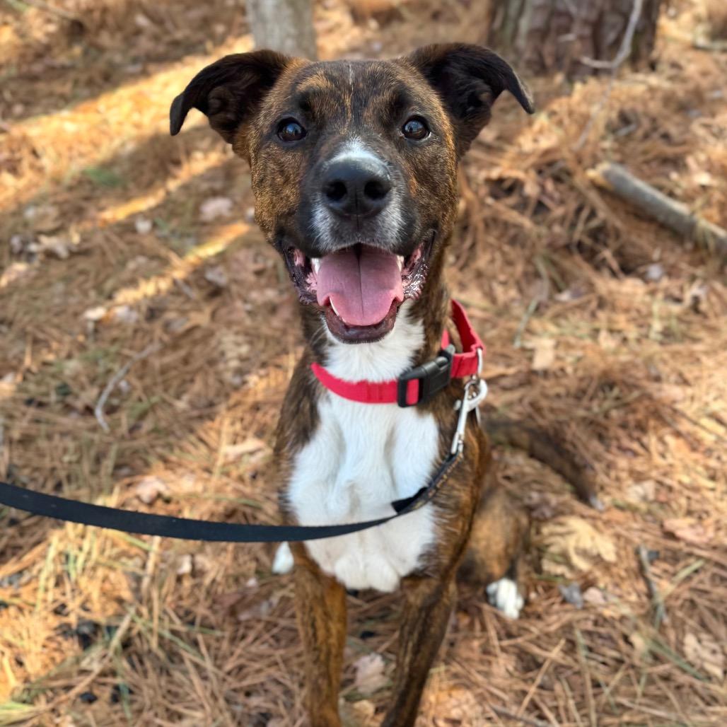 Enlarge Bandit, a Adoptable Mixed Breed in Fredericksburg, VA image 4/6