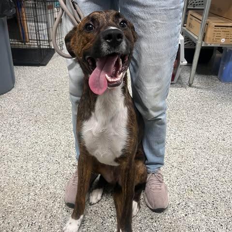 Enlarge Bandit, a Adoptable Mixed Breed in Fredericksburg, VA image 5/6