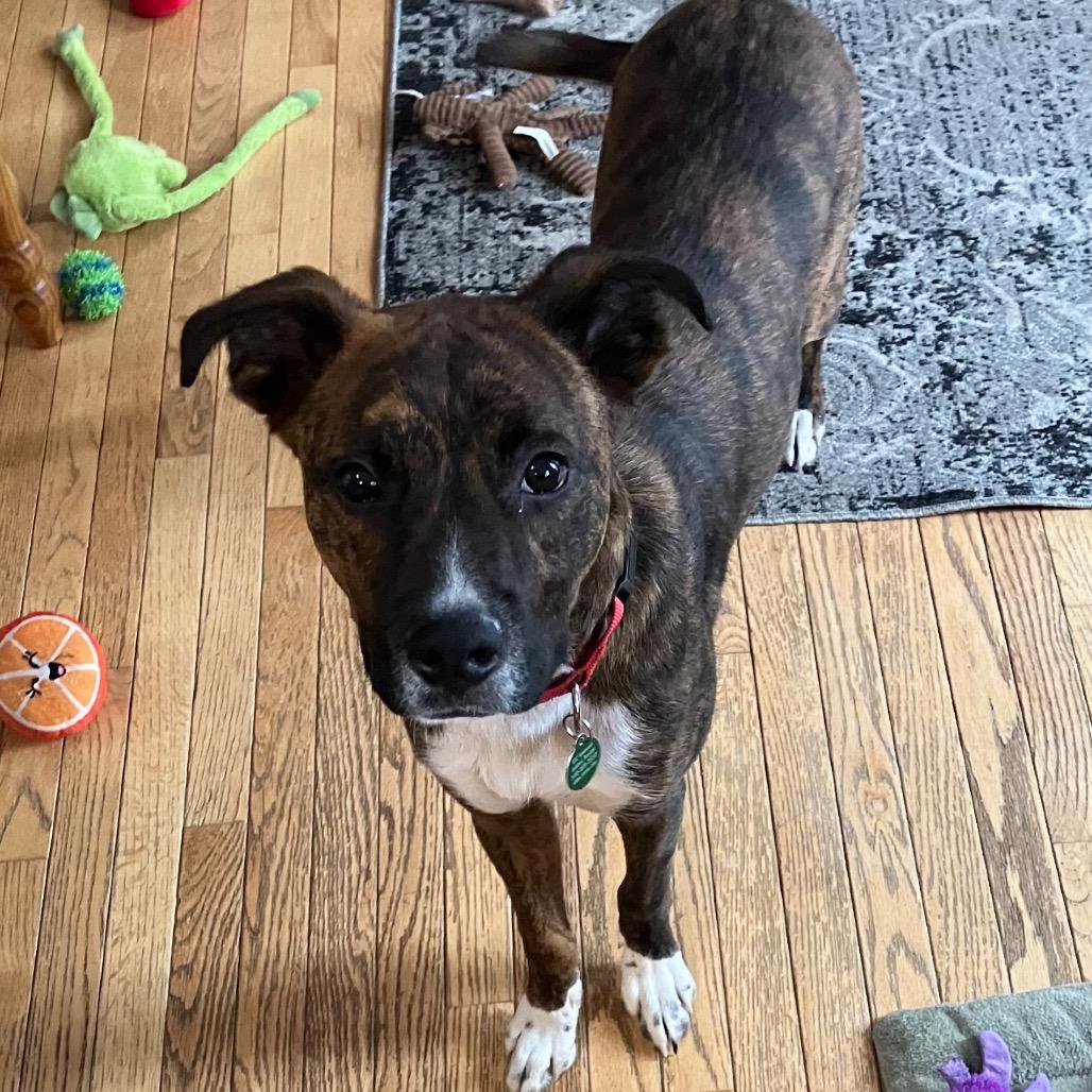 Enlarge Bandit, a Adoptable Mixed Breed in Fredericksburg, VA image 6/6