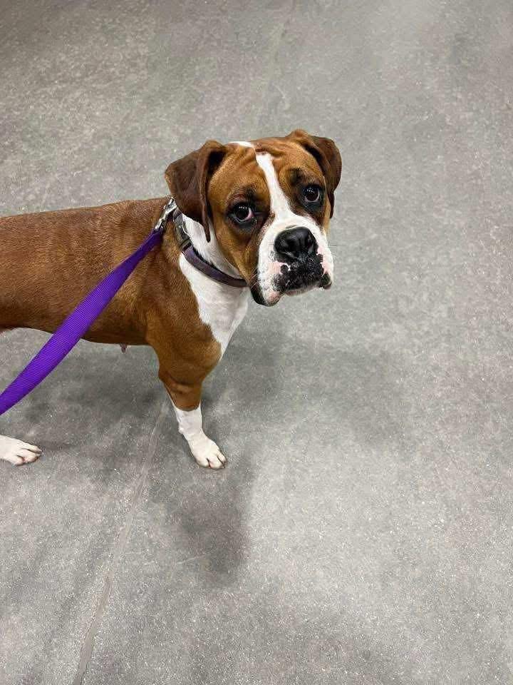 Willow, Adoptable, Adult Female Boxer.