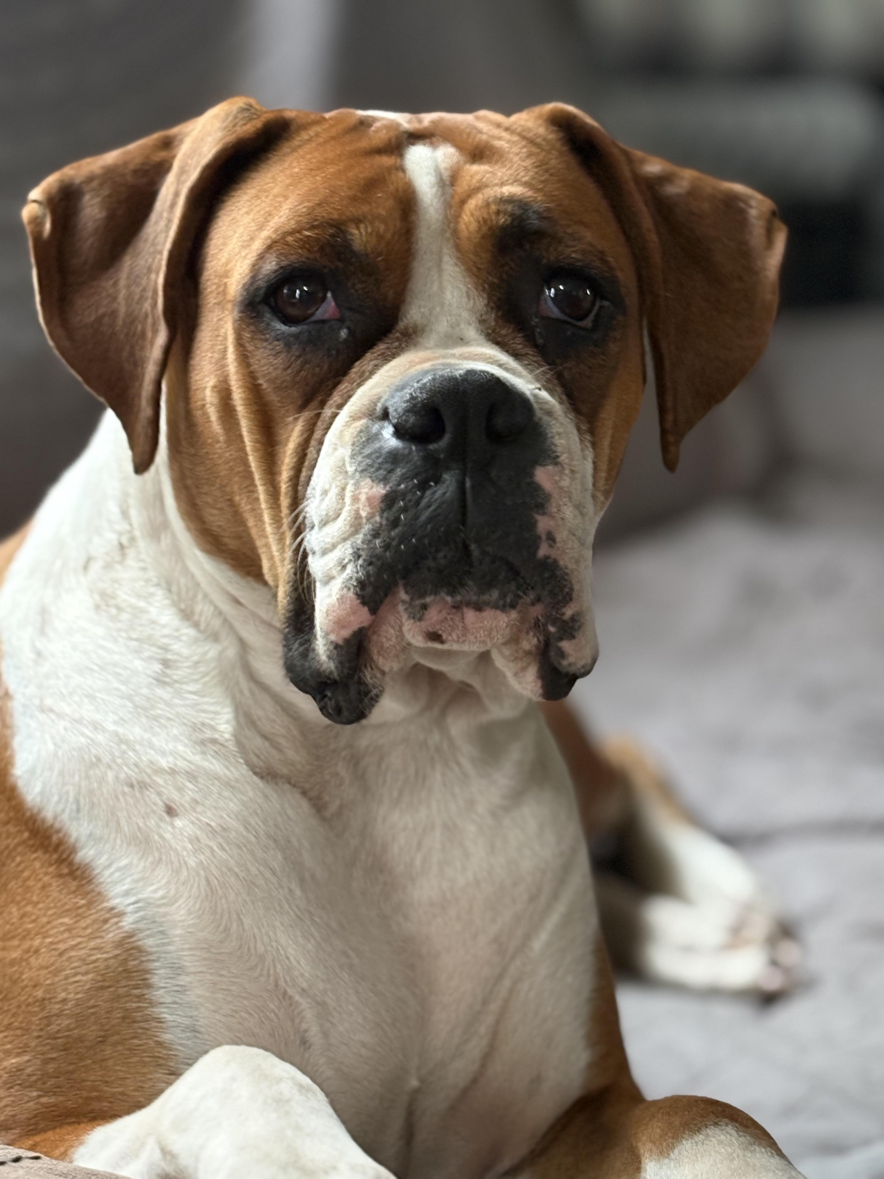 Willow, a Adoptable Boxer in Peebles, OH image 3/3