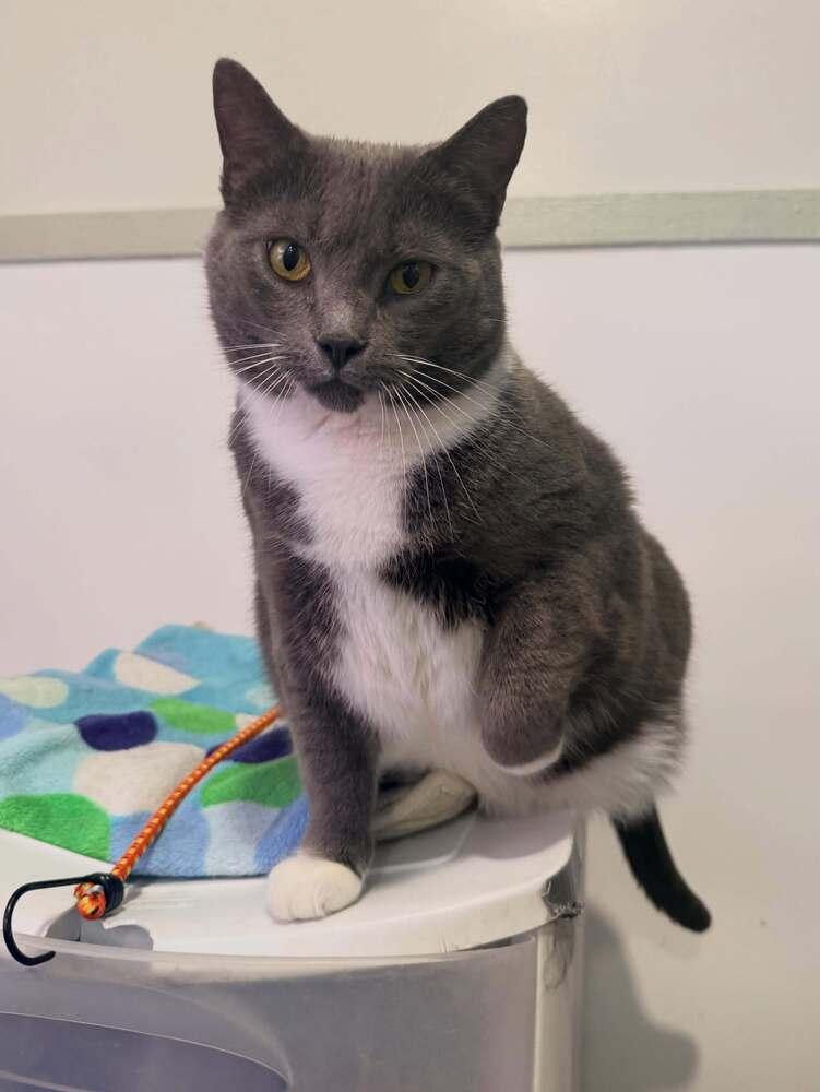 Temperance, a Adoptable Domestic Short Hair in Cleveland, OH image 1/2