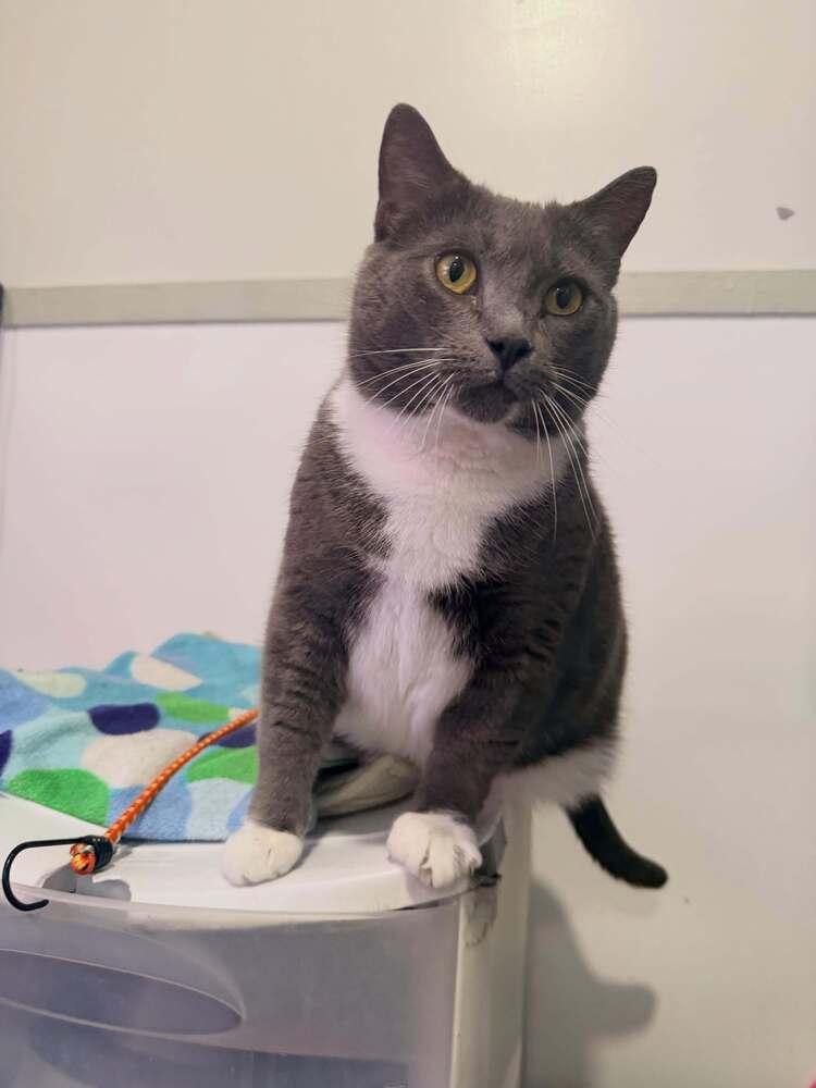Temperance, a Adoptable Domestic Short Hair in Cleveland, OH image 2/2