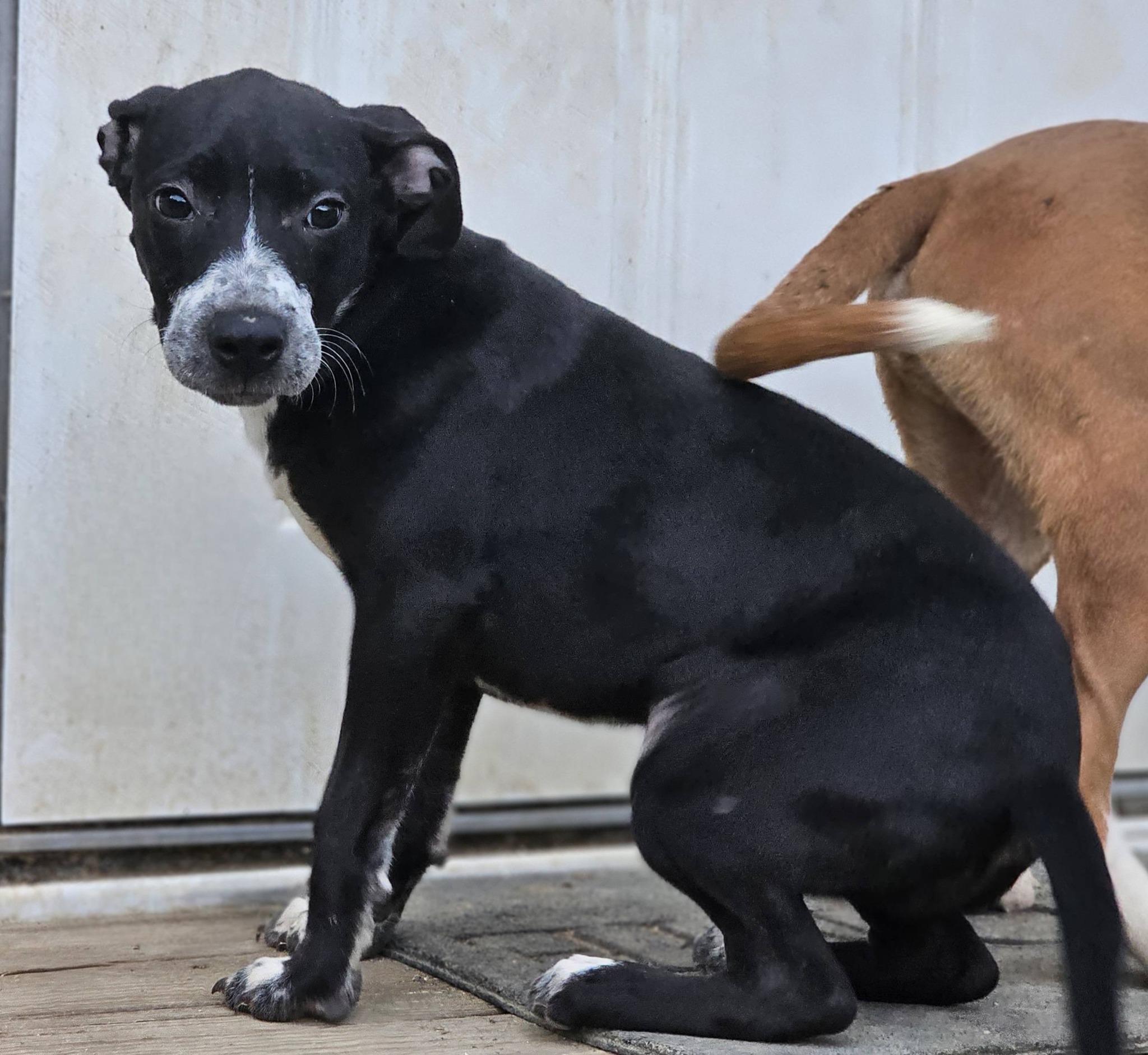 Hayley, ADOPTABLE, Puppy Female Bulldog.