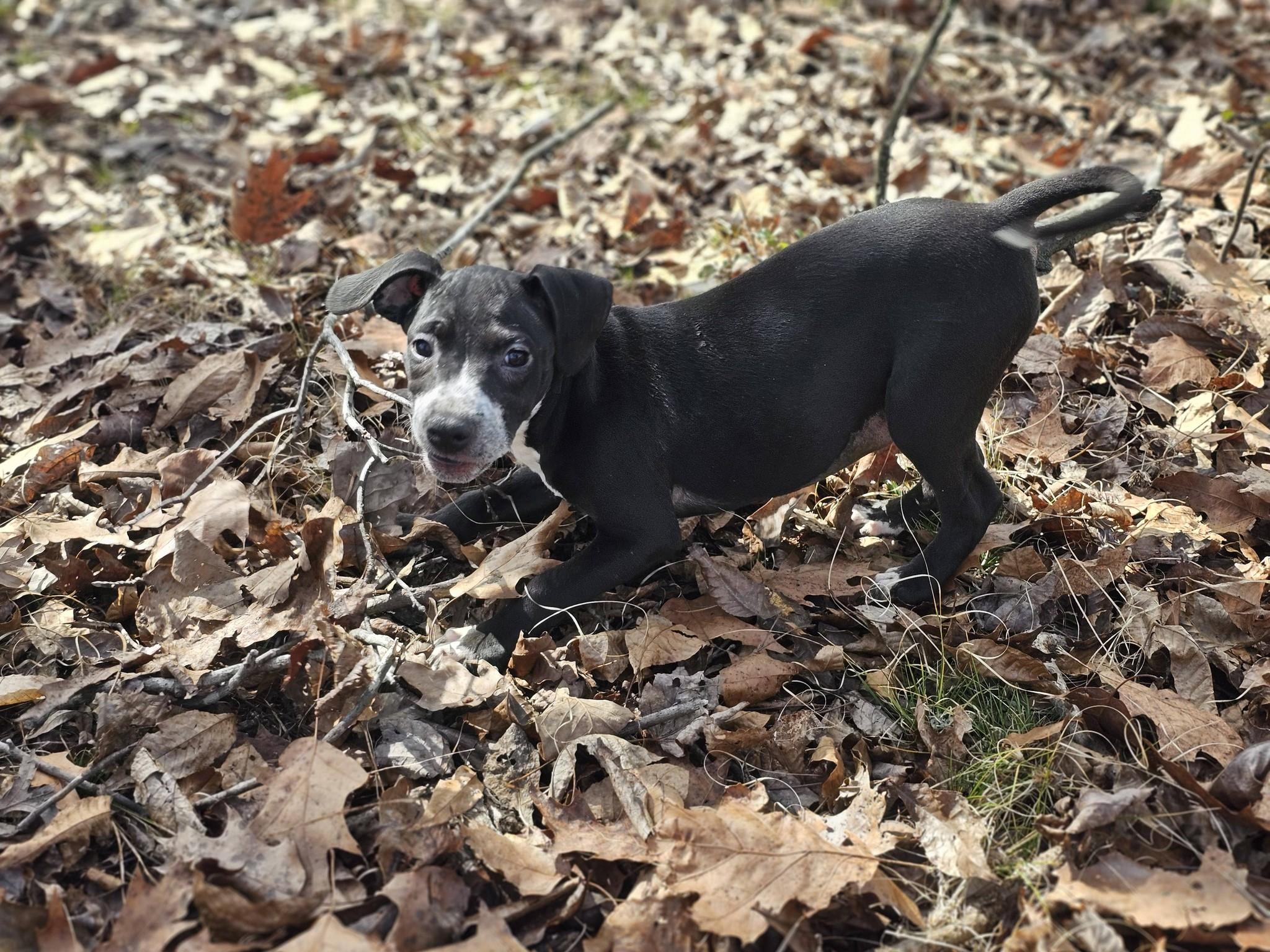 Enlarge Hayley, a ADOPTABLE Bulldog in Fort Payne, AL image 4/6