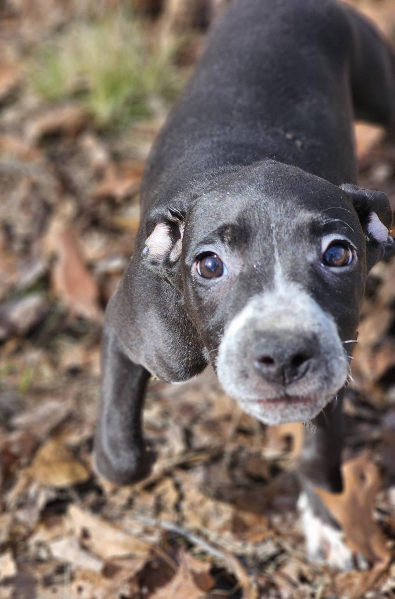 Enlarge Hayley, a ADOPTABLE Bulldog in Fort Payne, AL image 2/6