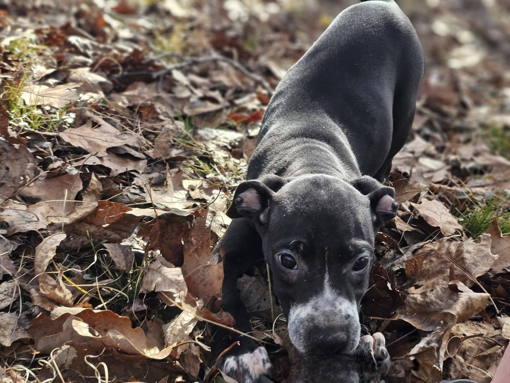 Enlarge Hayley, a ADOPTABLE Bulldog in Fort Payne, AL image 5/6