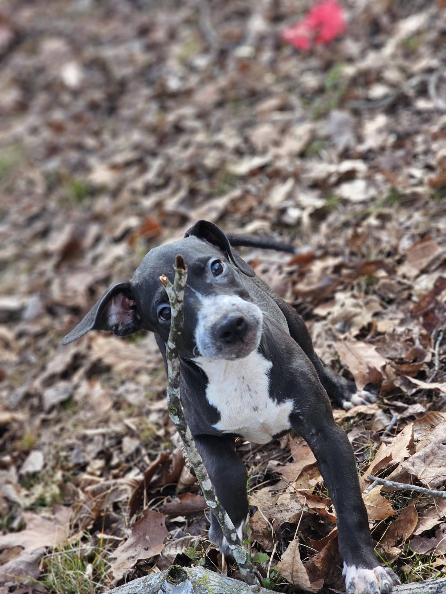 Enlarge Hayley, a ADOPTABLE Bulldog in Fort Payne, AL image 4/6