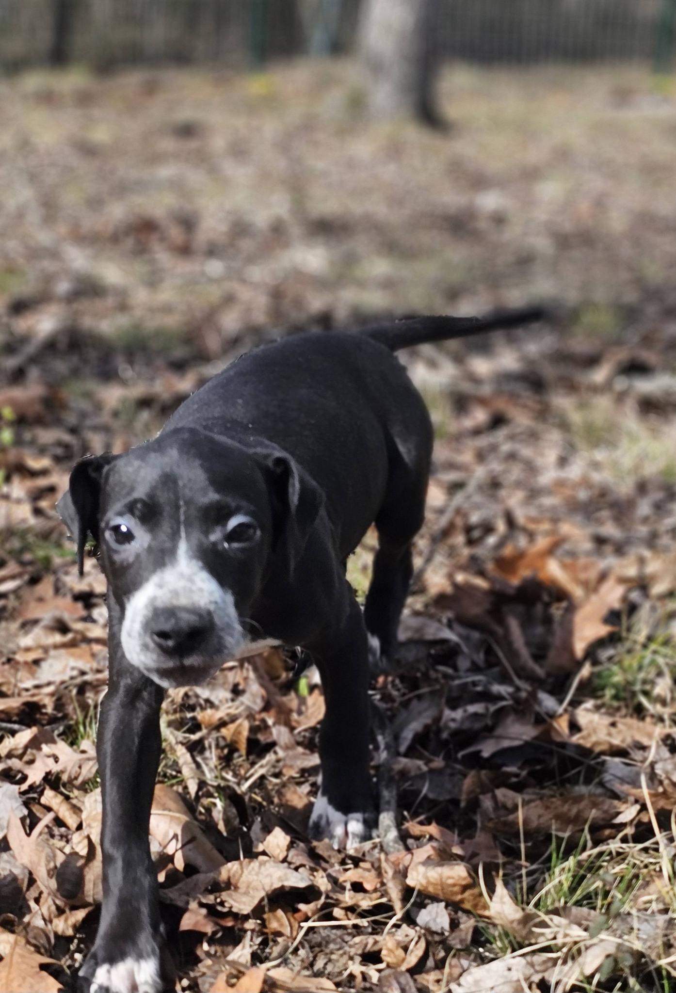 Enlarge Hayley, a ADOPTABLE Bulldog in Fort Payne, AL image 3/6