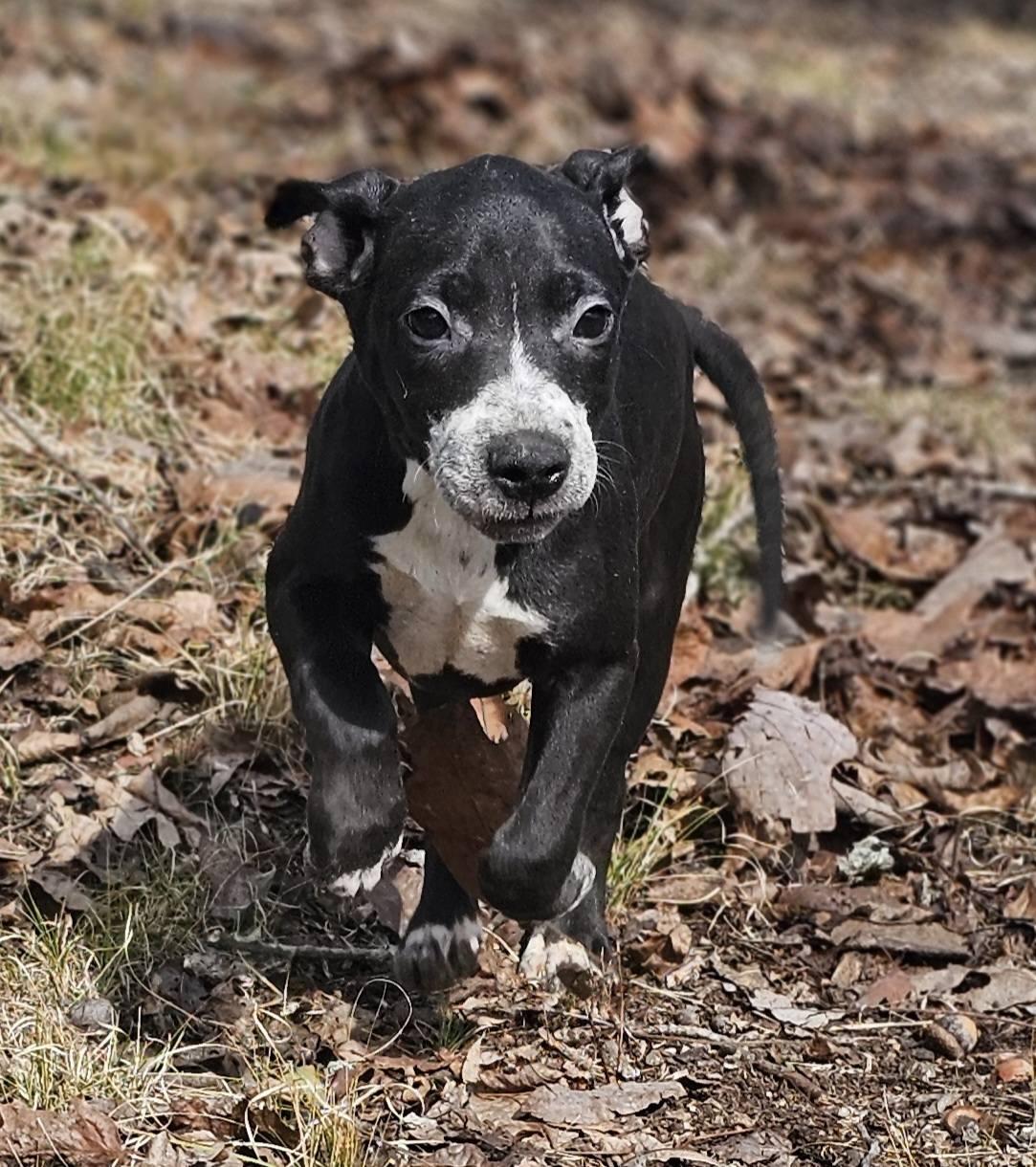 Hayley, ADOPTABLE, Puppy Female Bulldog.