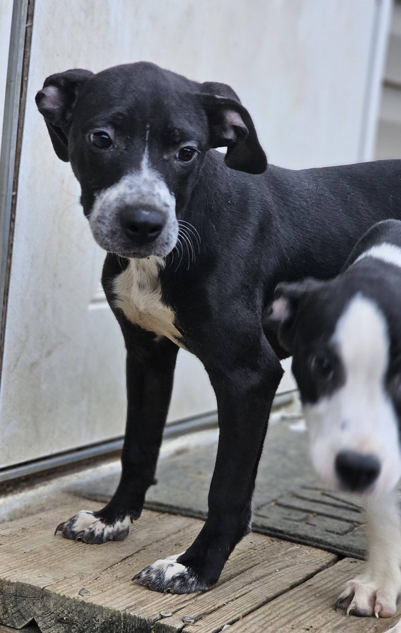Enlarge Hayley, a ADOPTABLE Bulldog in Fort Payne, AL image 5/6