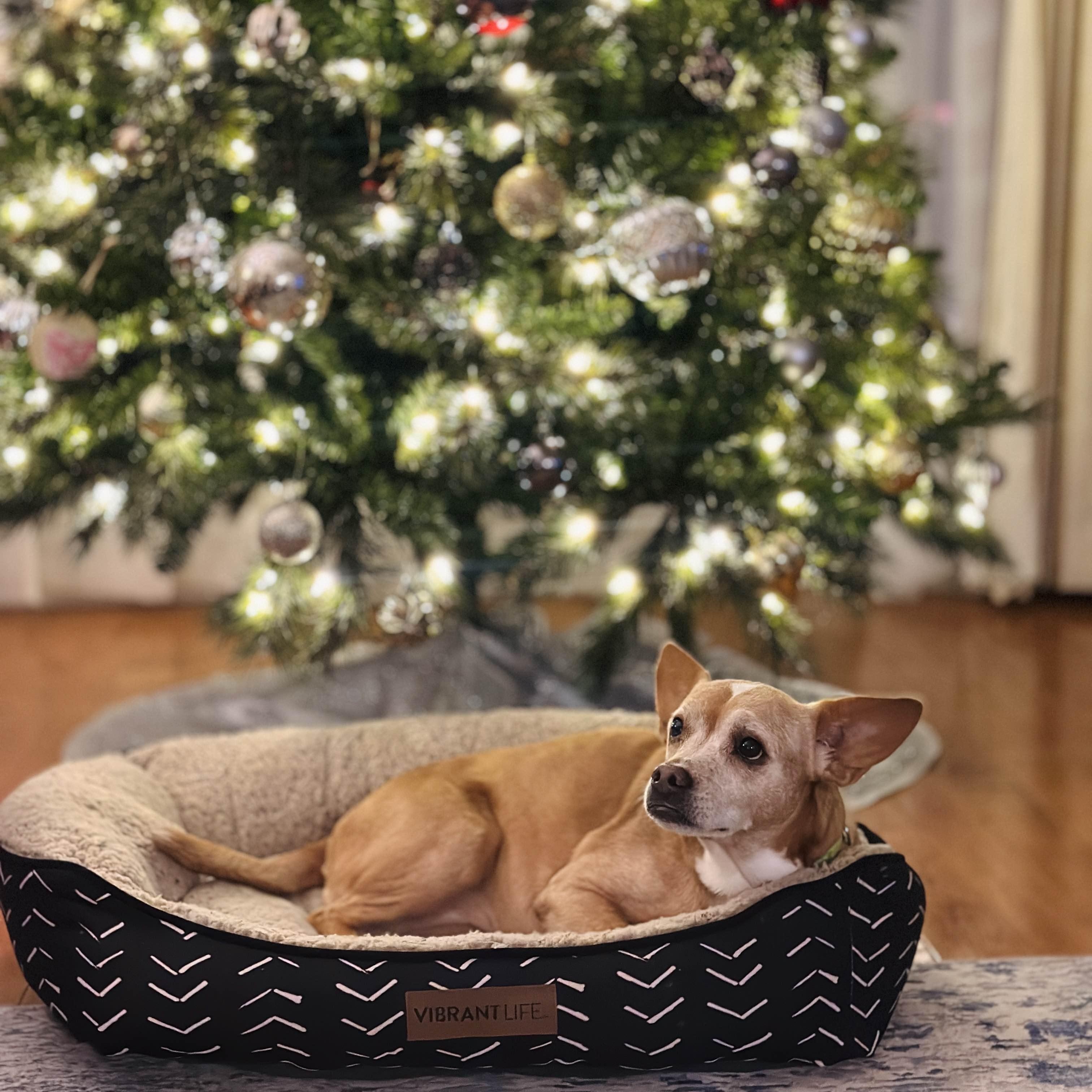 Addy, Adoptable, Senior Female Chihuahua.