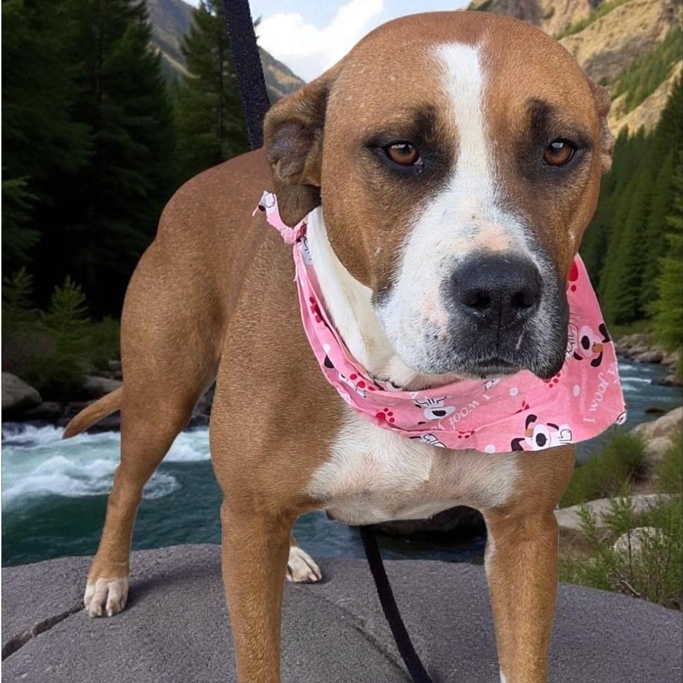Hope, Adoptable, Young Female Boxer.