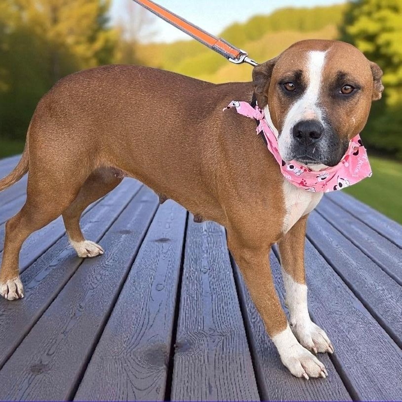 Enlarge Hope, a Adoptable mixed breed in Brentwood, TN image 2/2